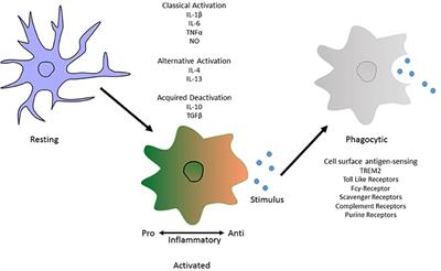 Microglia in Alzheimer's Disease: A Role for Ion Channels